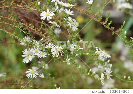 クジャクソウ(キク科)シオン属 クジャクソウ(キク科)シオン属 133614863