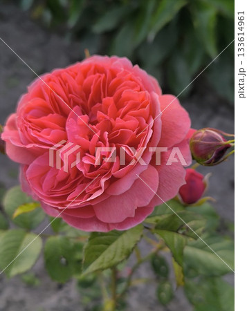 A branch of roses with beautiful orange blossoms against green leaves blooms in the garden. 133614961