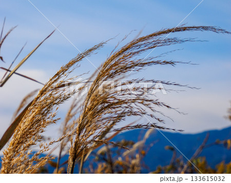 冬枯れの野に立つススキの穂　Winter Susuki Grass 133615032
