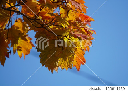 紅葉した葉 紅葉した葉 133615420