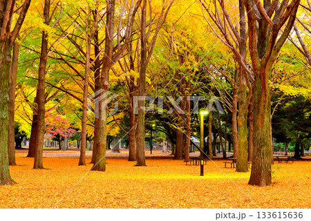 代々木公園の紅葉 晩秋の朝日に映える銀杏林 133615636