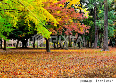 代々木公園の紅葉 晩秋の朝日に映える銀杏林 133615637