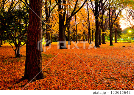 代々木公園の紅葉 晩秋の朝日に映える銀杏林 133615642