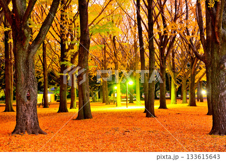 代々木公園の紅葉 晩秋の朝日に映える銀杏林 代々木公園の紅葉 晩秋の朝日に映える銀杏林 133615643