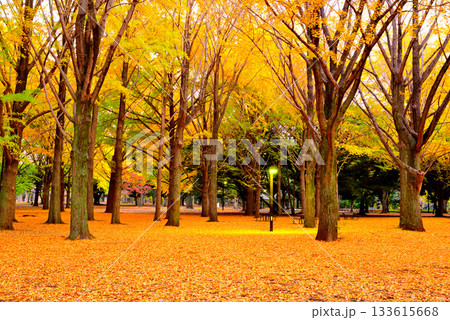 代々木公園の紅葉 晩秋の朝日に映える銀杏林 133615668
