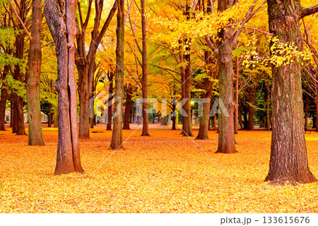 代々木公園の紅葉 晩秋の朝日に映える銀杏林 133615676