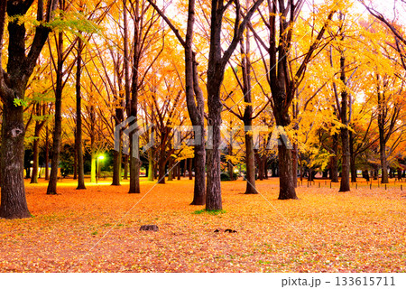 代々木公園の紅葉 晩秋の朝日に映える銀杏林 133615711