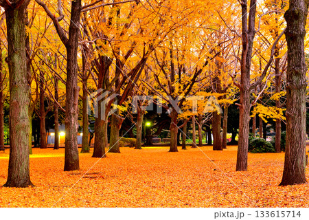 代々木公園の紅葉 晩秋の朝日に映える銀杏林 代々木公園の紅葉 晩秋の朝日に映える銀杏林 133615714