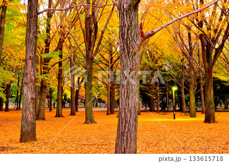 代々木公園の紅葉 晩秋の朝日に映える銀杏林 133615718