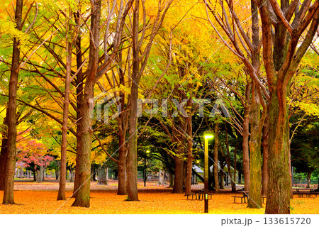 代々木公園の紅葉 晩秋の朝日に映える銀杏林 133615720