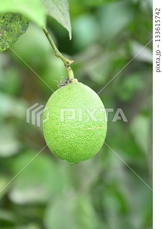 白根グレープガーデンのフレッシュなレモン(新潟県) 白根グレープガーデンのフレッシュなレモン(新潟県) 133615742