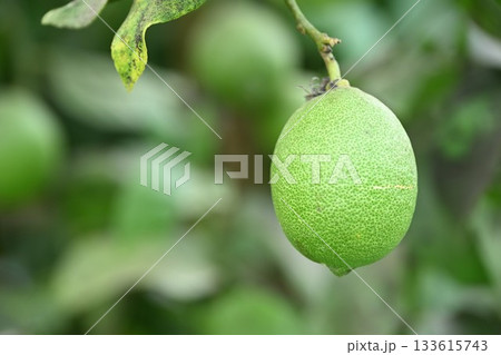 白根グレープガーデンのフレッシュなレモン（新潟県） 133615743