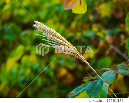 冬光に輝くススキの穂 Susuki in Winter Light 冬光に輝くススキの穂 Susuki in Winter Light 133615834