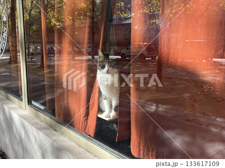 パリの猫カフェ「Le Chat-Rivari 」閉店中、赤いカーテンの隙間から外を覗いている猫の姿 パリの猫カフェ「Le Chat-Rivari 」閉店中、赤いカーテンの隙間から外を覗いている猫の姿 133617109