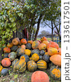Large pile of colorful pumpkins lying under a tree in a rural garden setting. Concept: Harvest Season 133617501