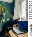 Small dog sitting at a desk and looking at a laptop in a bright home office with plants. 133617505