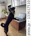 Black dog standing at a table with paws on a laptop in a bright modern home interior. 133617510