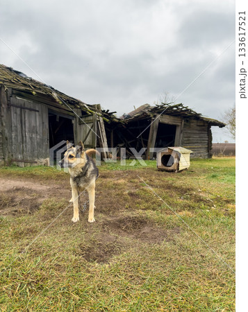 Dog on a chain standing near old wooden sheds and a doghouse in a rural farmyard. Dog on a chain standing near old wooden sheds and a doghouse in a rural farmyard. 133617521