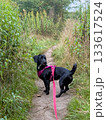 Black dog on a leash standing on a forest path surrounded by tall green grass and nature. 133617524