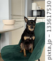 Small angry dog sitting on a green chair beside a bowl at a kitchen table in a modern home. 133617530