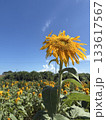 夏空とひまわり畑の風景 133617567