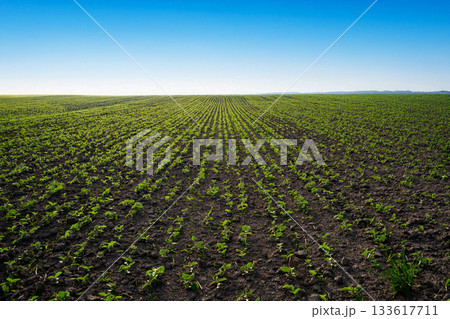 Wide view of agricultural field with young soybean plants growing evenly in rows Wide view of agricultural field with young soybean plants growing evenly in rows 133617711