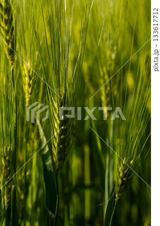 Closeup of young green barley ears in spring sunlight Closeup of young green barley ears in spring sunlight 133617712
