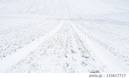 Snowy hillside with visible grass rows emerging through thin winter snow 133617717