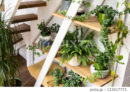 Cozy home interior with wooden stairs and indoor green plants in pots 133617755