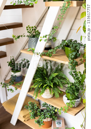Wooden staircase with green indoor plants and cozy natural home decor Wooden staircase with green indoor plants and cozy natural home decor 133617757