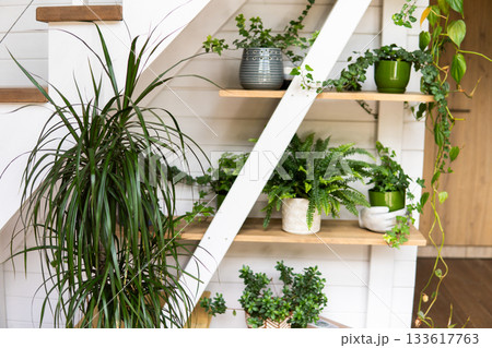 Variety of houseplants arranged under wooden staircase in modern interior 133617763