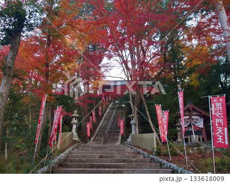毘沙門堂門跡参道のモミジ 京都山科 毘沙門堂門跡参道のモミジ 京都山科 133618009