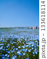 一面に広がるネモフィラ　国営ひたち海浜公園 133618114