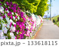 道沿いに続くツツジ 133618115
