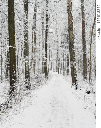 it is snowing heavily in the park, large flakes of snow are slowly falling on tree branches, no people, nobody 133618232