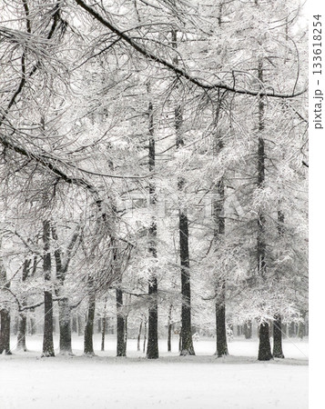 it is snowing heavily in the park, large flakes of snow are slowly falling on tree branches, no people, nobody 133618254