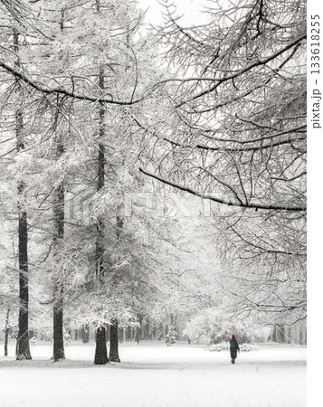 it is snowing heavily in the park, large flakes of snow are slowly falling on tree branches, people are walking dogs, elderly people are doing Nordic walking with sticks 133618255