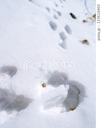 ノウサギの足跡とうんち 133618403