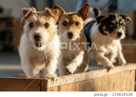 A small terrier confidently balances on a raised platform while training among various agility obstacles in an expansive training hall. The environment promotes fitness and mobility 133619126
