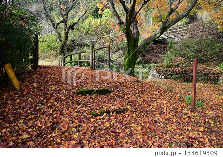 落葉したモミジと苔むした石段 落葉したモミジと苔むした石段 133619309