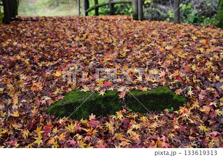 落葉したモミジと苔むした石段 133619313