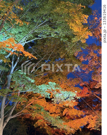 紅葉 紅葉 133619416