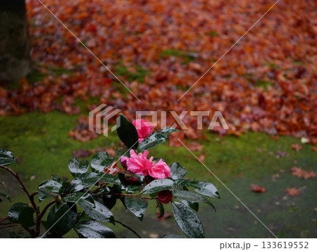 紅葉と赤いシャクナゲの花 133619552