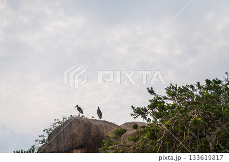 Marabu storks near lake victoria 133619817
