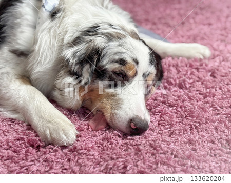 Dog retreats from anaesthetic after surgery at home. Tongue out Dog retreats from anaesthetic after surgery at home. Tongue out 133620204