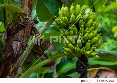 実芭蕉 バナナ 黄色 133620398