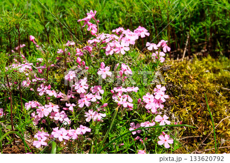 Tufted Phlox or Columbia Phlox (Phlox douglasii) in garden Tufted Phlox or Columbia Phlox (Phlox douglasii) in garden 133620792