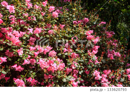 Pink Azalea (Rhododendron williamsianum) in full bloom in a garden at spring Pink Azalea (Rhododendron williamsianum) in full bloom in a garden at spring 133620793