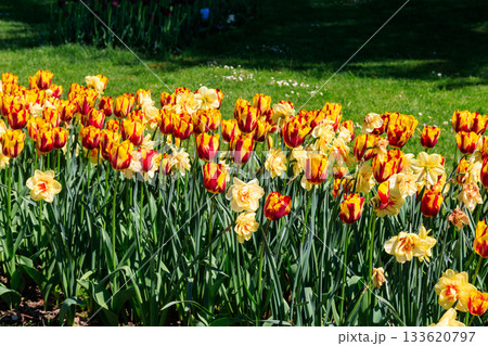Orange tulips and daffodils on flower bed in the garden 133620797