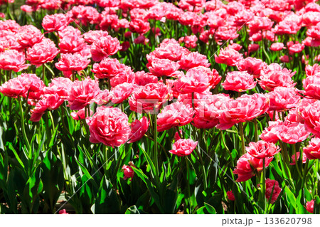 Flowerbed of double pink tulips in the park at spring Flowerbed of double pink tulips in the park at spring 133620798